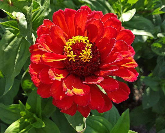 Międzyzdroje utoną w kwiatach za prawie 150 tysięcy