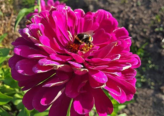 Międzyzdroje utoną w kwiatach za prawie 150 tysięcy