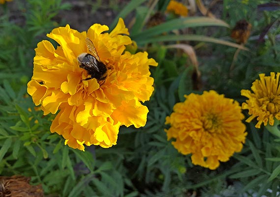 Międzyzdroje utoną w kwiatach za prawie 150 tysięcy