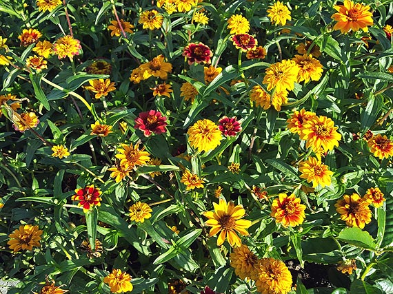 Międzyzdroje utoną w kwiatach za prawie 150 tysięcy