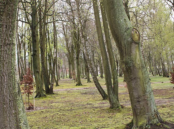 Renowacja jednego z dziwnowskich parków