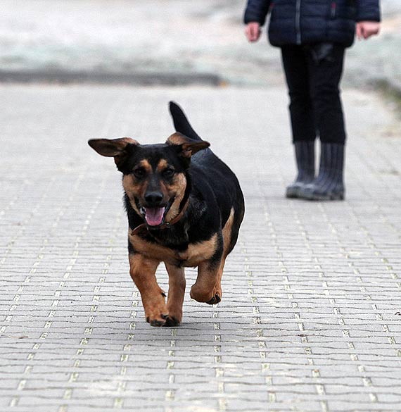 Piesek znaleziony! Waciciele bardzo dzikuj za pomoc!