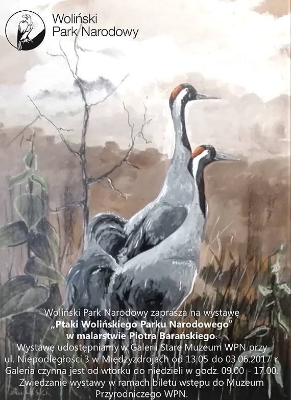 Woliński Park Narodowy zaprasza na wystawę „Ptaki Wolińskiego Parku Narodowego” w malarstwie Piotra Barańskiego