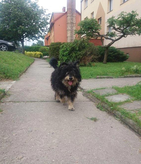 Poszukujemy waciciela pieska, ktry bka si po ulicy Topolowej