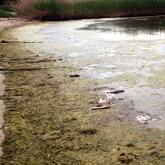 Urzędnicy przeprowadzili wizję lokalną na Jeziorze Wrzosowskim. Będą porządkować plażę