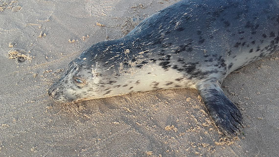 Bałtyk wyrzuca na brzeg martwe foki. Na ssaki natknięto się też na plażach w Międzyzdrojach, Dziwnówku i Łukęcinie