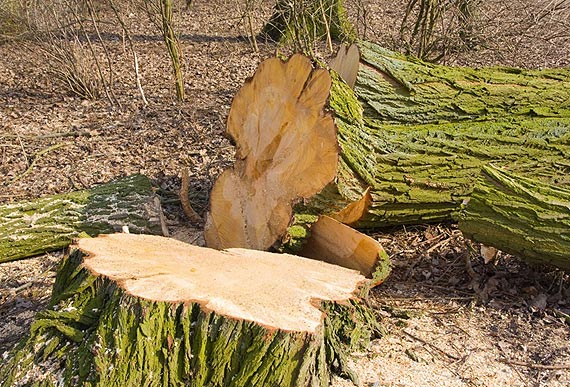 Nowe zasady usuwania drzew
