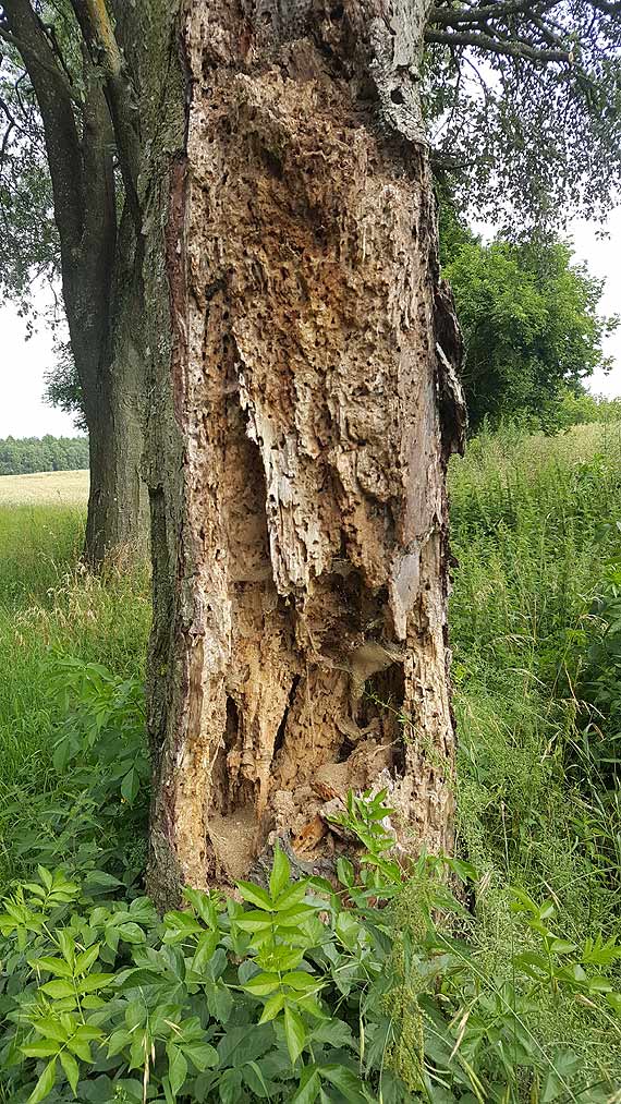 Sprchniae drzewo przestanie czyha na kierowcw? Gmina wierzno wzia sprawy w swoje rce