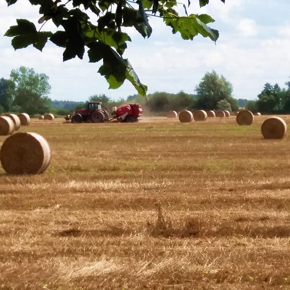 Kto żyw do żniw – Każdy kłos na wagę złota