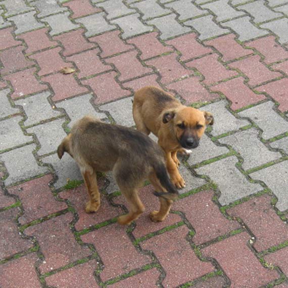 Te dwa szczeniaki szukaj domu! Moe to Wasze zguby?