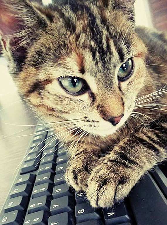 Pommy kotce wrci do domu!