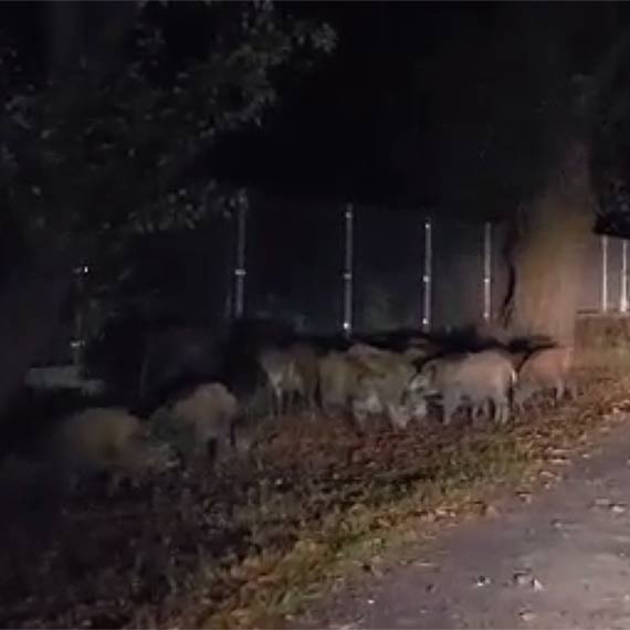 Mieszkaniec Grabowa: Dziki ryj nam podwrka i stanowi zagroenie. Pisma do burmistrza nie pomogy. Zobacz film!