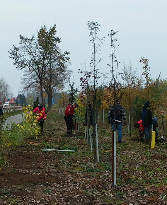 Jesienne prace SUTW przy ścieżce rowerowej Wrzosowo - Dziwnówek