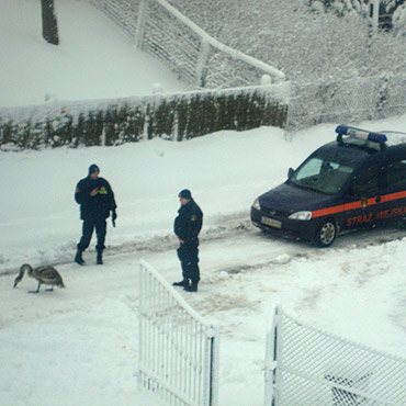 Zimą zwierzęta liczą na pomoc ludzi