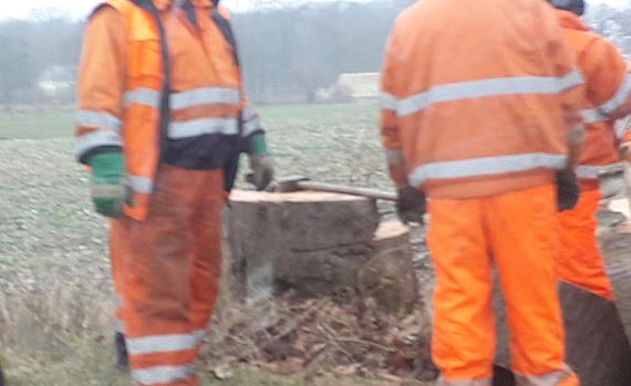 Drogowcy zaczli ci sprchniae drzewa na terenie gminy wierzno?