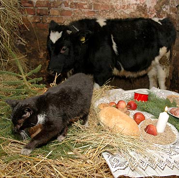 Koń powiedział… smacznego! Kot Filemon tylko głośno popsioczył. A krowa…