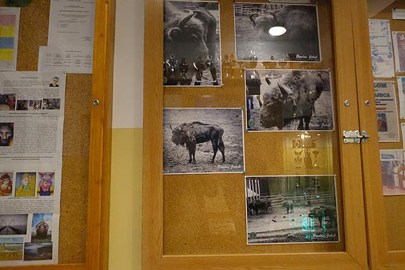 Żubry w Wolińskim Parku Narodowym w obiektywie Jakuba Pawlasa