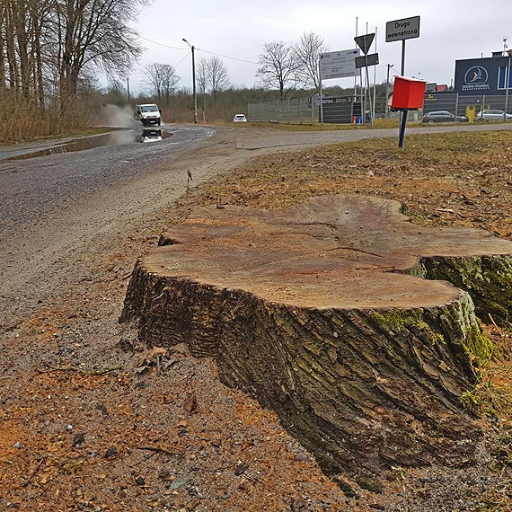 Na drodze powiatowej w Wapnicy strasz niebezpieczne, wystajce karcze…