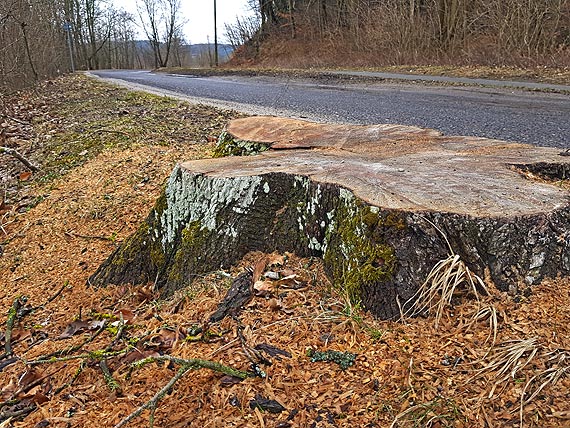 Na drodze powiatowej w Wapnicy strasz niebezpieczne, wystajce karcze…