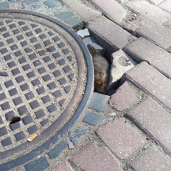 Inwazja szczurów w Kamieniu Pomorskim? Na razie biegają wokół uzdrowiska...