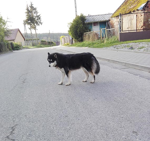 Poszukujemy waciciela suczki