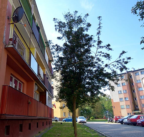 Czy ktoś pomoże mieszkańcom ulicy Staromiejskiej 3