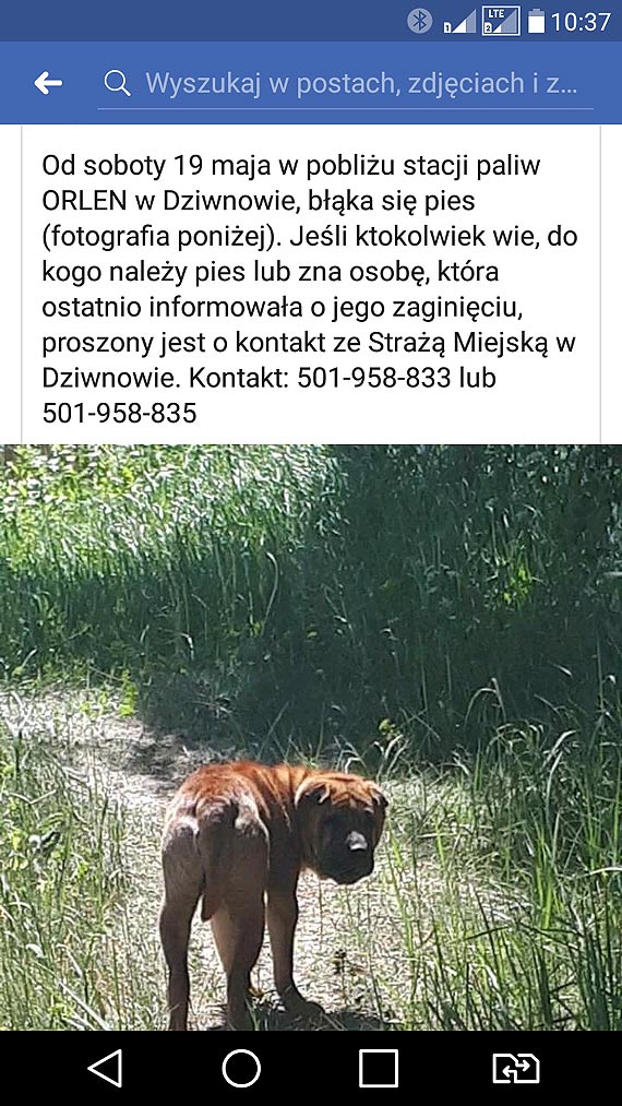 Porzucony pies „mieszka” na parkingu