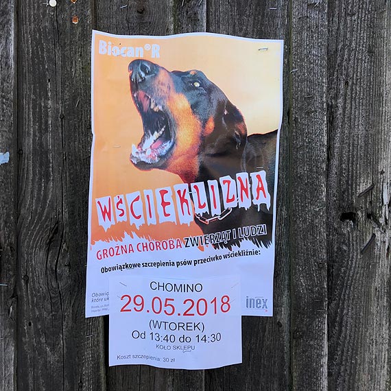 We wtorek szczepienia psw (kotw) w Chominie