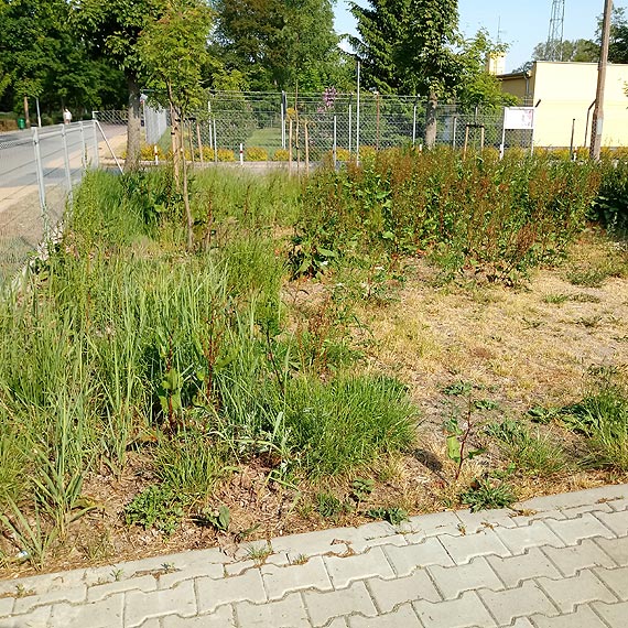 Gąszcze wokół osiedla Marynarki Wojennej w Dziwnowie