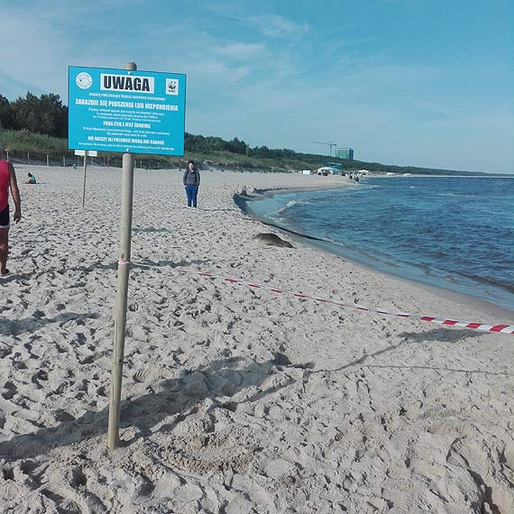Foka - celebrytka wypoczywa na ciepłym piasku. Nie należy jej niepokoić, bo możemy słono zapłacić!