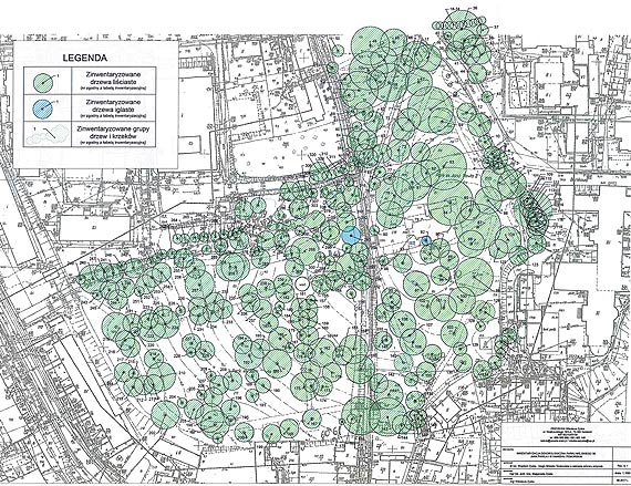 Gmina nasadzi tylko 41 drzew a wytnie 49