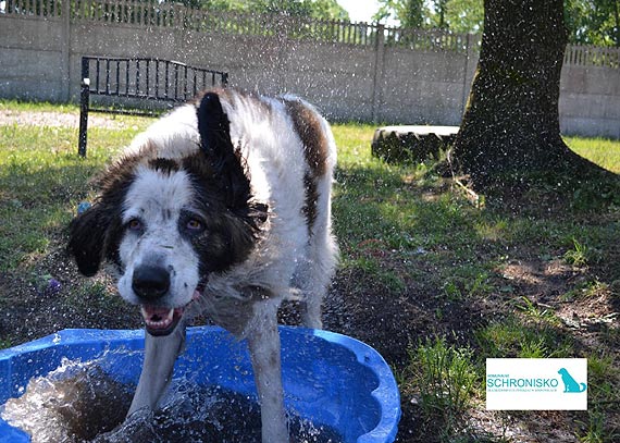 Dbajmy o zwierzęta w czasie upałów