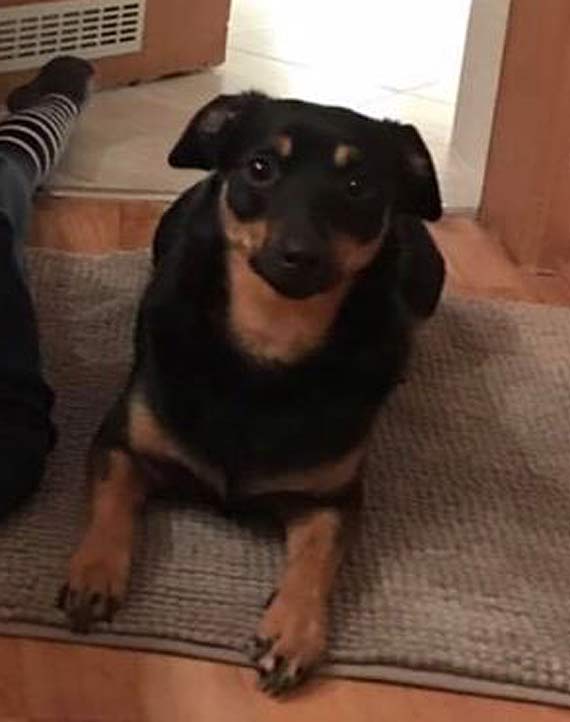 Właściciele zaginionej suczki proszą o pomoc w jej odnalezieniu