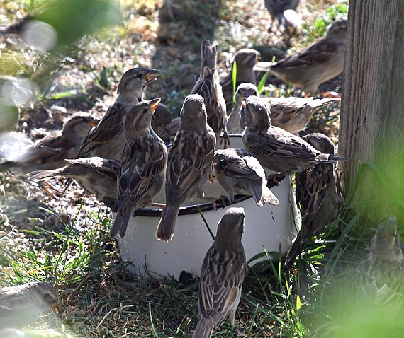 W Lubinie jest coraz wicej wrbli arocznych jak szpaki