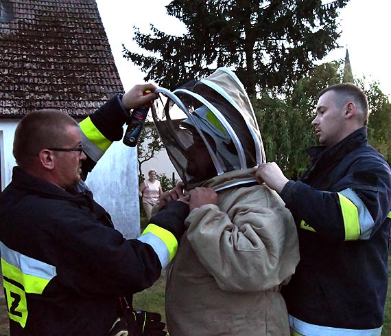 Od kwietnia trwają upały. Osy i szerszenie są mocno rozdrażnione