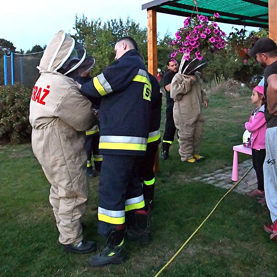 Od kwietnia trwają upały. Osy i szerszenie są mocno rozdrażnione