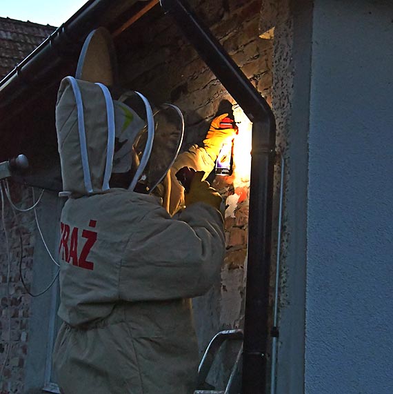 Od kwietnia trwają upały. Osy i szerszenie są mocno rozdrażnione