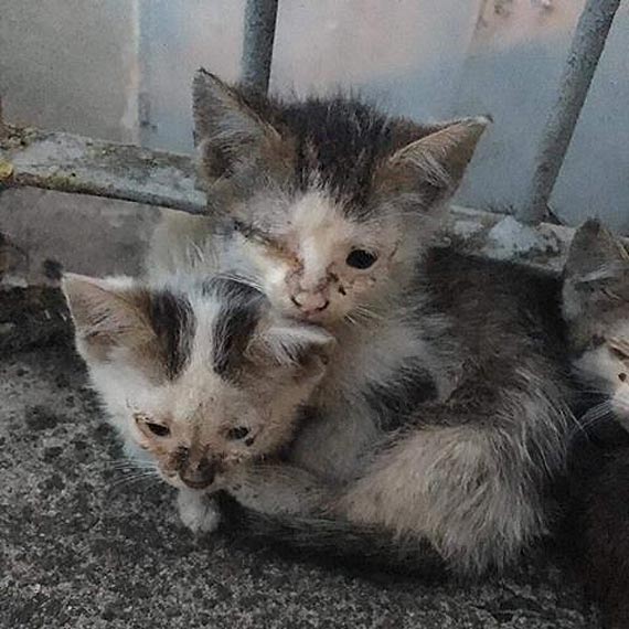 Bardzo będzie potrzebna Wasza pomoc w ich leczeniu - to kociaki z naszej wioski, okolicy