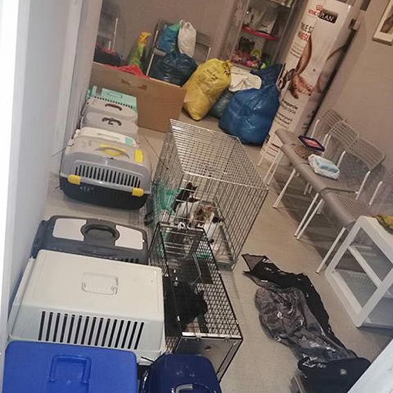 Bardzo będzie potrzebna Wasza pomoc w ich leczeniu - to kociaki z naszej wioski, okolicy