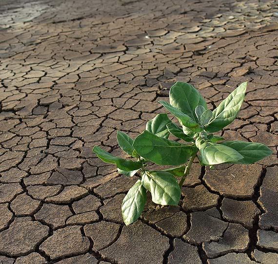 Susza - warunki pomocy finansowej