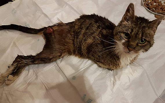 Kotka Kasia nadal oczekuje pomocy