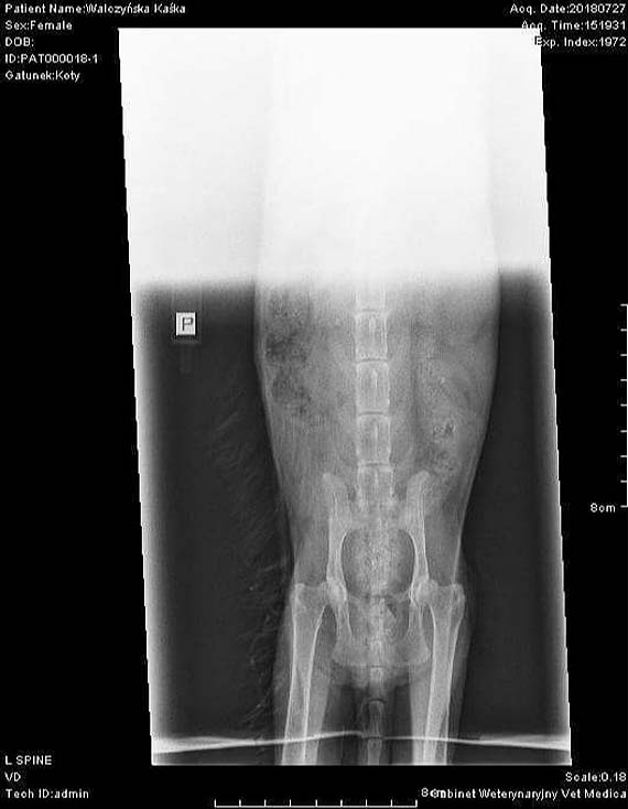 Kotka Kasia nadal oczekuje pomocy