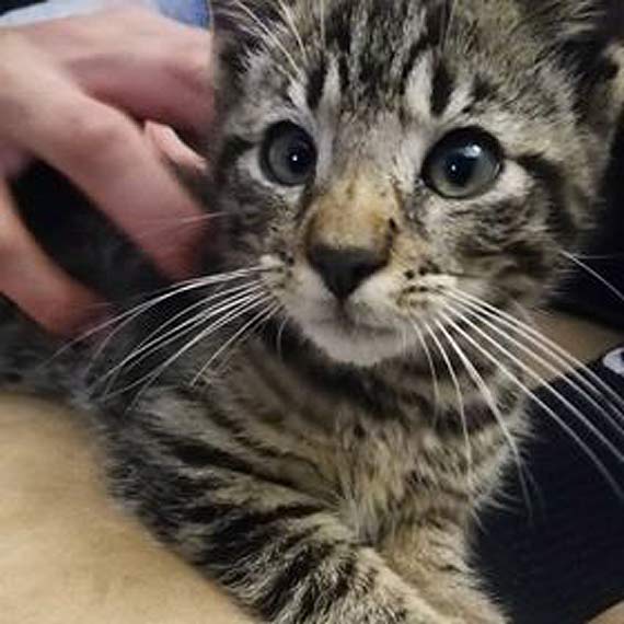 May, prgowany kocurek szuka nowego domu