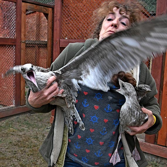 Mewy ze winoujcia s ju na wolnoci