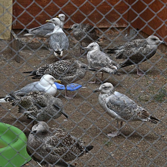 Mewy ze Świnoujścia są już na wolności