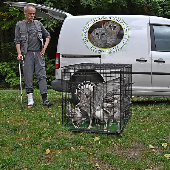 Mewy ze Świnoujścia są już na wolności