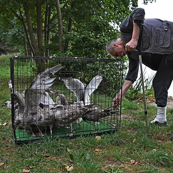 Mewy ze Świnoujścia są już na wolności