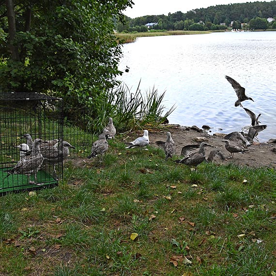 Mewy ze Świnoujścia są już na wolności