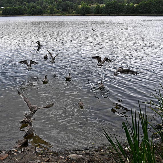 Mewy ze Świnoujścia są już na wolności