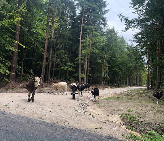 wierzno: Krowy wybray si na spacer do lasu?